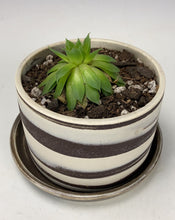 Load image into Gallery viewer, Wheel thrown marbled Planter #31